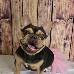 Athena - French Bulldog