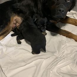 Rottweiler Puppies from Rottitales