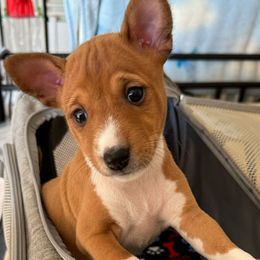Ruckus - Red and white Basenji puppy in Moreno Valley, California from Spitfire Basenjis