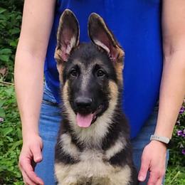 German Shepherd Puppies from Casamoko German Shepherds