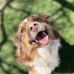 Australian Shepherds from 4-N Aussies
