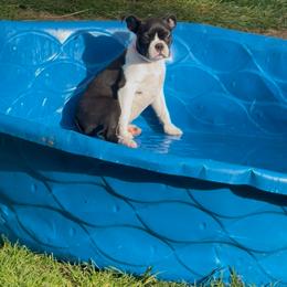 Boston Terrier Puppies from Boston Terrier Besties