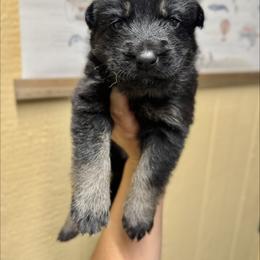 Matterhorn - Pink girl - Bi-color female German Shepherd puppy in Oakley, California from Von Guadachi German Shepherds & Audacity Border Collies