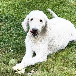 Riley - Cream male Goldendoodle puppy in Cartersville, Georgia from Oodles of doodles nw ga