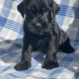 Giant Schnauzer, Golden Retriever, and Miniature American Shepherd Puppies from Elegy Kennels