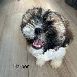 Shih Tzu Puppies from BVPT puppies