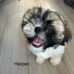 Shih Tzu Puppies from BVPT puppies