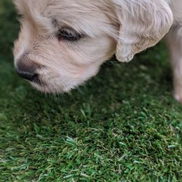 Golden Retriever Puppies from Cruz'n Golden Retrievers