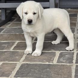 Boy 4 - male Labrador Retriever puppy in Gaffney, South Carolina from Circle D Farms