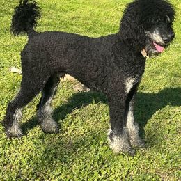 Clyde - Poodle