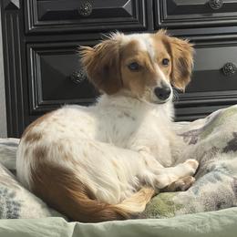 Dachshund Puppies from Camacho_Dachshunds