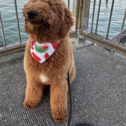 Goldendoodle All Grown Up from Dawnie’s Doodles
