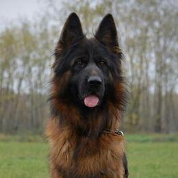 Yuni - German Shepherd
