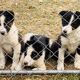Border Collies from Seven Winds Farm