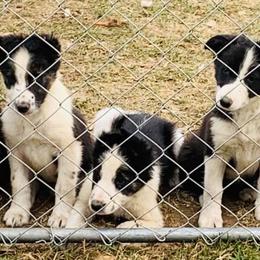 Border Collies from Seven Winds Farm
