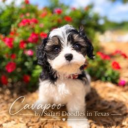 Cavapoo and Goldendoodle Puppies from Safari Doodles