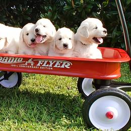 Golden Retriever Puppies from White Valley Goldens