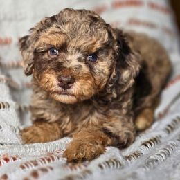 Jack-o-Lantern - Red merle female Aussiedoodle puppy in Cleveland, Georgia from Jam's Doodles And Poodles
