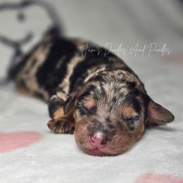 Varang - Blue merle female Aussiedoodle puppy in Cleveland, Georgia from Jam's Doodles And Poodles