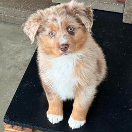 Uncle Beau - Red merle male Miniature Australian Shepherd puppy in Midway, Texas from L Bar W Aussie Ranch