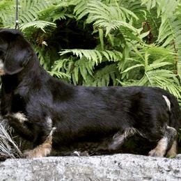 Cardigan Welsh Corgi and Pekingese Puppies from Patrick Ormos' Corgis and Pekingese