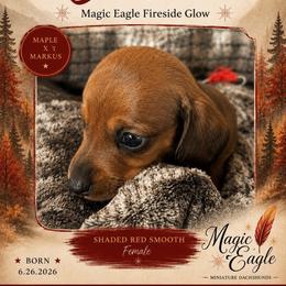 Ember - Red female Dachshund puppy in Shawnee, Oklahoma from Magic Eagle Miniature Dachshunds