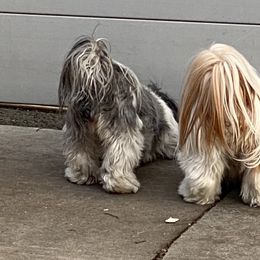 Shih Tzus from Bel Aire Beauties