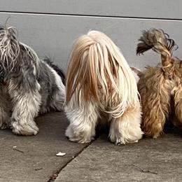 Shih Tzus from Bel Aire Beauties
