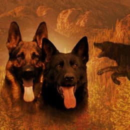 German Shepherds from Zwinger vom Drachenblut