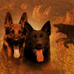 German Shepherds from Zwinger vom Drachenblut