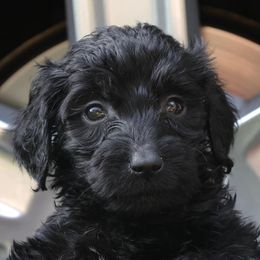 Double Doodles from Jericho Manor Doodles