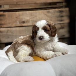 Daisy - Blenheim female Cavapoo puppy in Orrstown, Pennsylvania from Pawfect Fur Friends