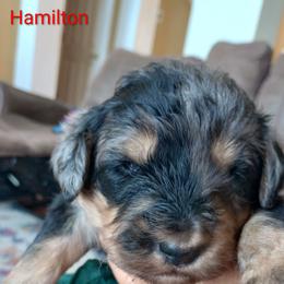 Hamilton - Merle male Bernedoodle puppy in Woodland, Georgia from Bethel Doodle Ranch