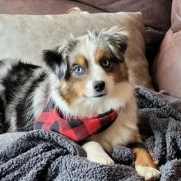 Brie - Toy Australian Shepherd