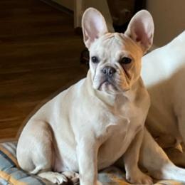 Nova - French Bulldog
