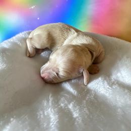 Ivy - Cream female Dachshund puppy in Trenton, Kentucky from Promise Land Puppies