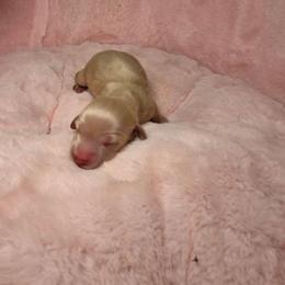 Puddin - Cream male Dachshund puppy in Bristol, Tennessee from It's Mini Wieners Baby
