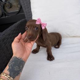 Canela - Chocolate female Dachshund puppy in Kennedale, Texas from Puppiesnat
