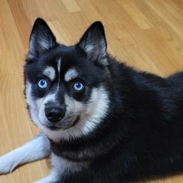 Kujo - Pomsky