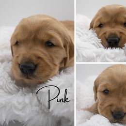 Golden Retriever Puppies from Stormy Hill Golden Retrievers