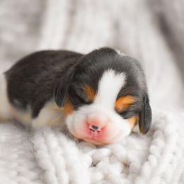 Arlo - Blue tan and white male Beagle puppy in Caldwell, Ohio from Folklore Kennel