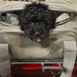 Cavapoo All Grown Up from J'Adore Doodles