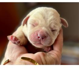 Lady - Yellow female Labrador Retriever puppy in Sullivan, Missouri from O’Dell Labs