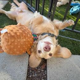 Freya - Cream female Dachshund puppy in Sacramento, California from HEFFERNAN HOUNDS