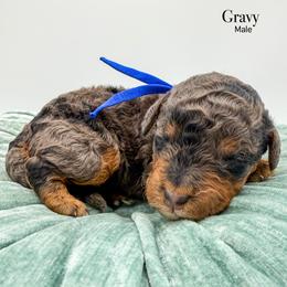 Gravy - Blue merle male Bernedoodle puppy in Sunman, Indiana from Brunsman Country Doodles LLC