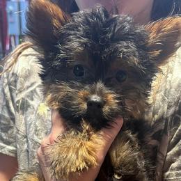 Ruthie - Black and tan female Yorkshire Terrier puppy in Kingston, Oklahoma from Lake Life