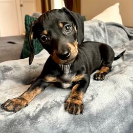 Girl 1 - Black and tan female Dachshund puppy in Hollidaysburg, Pennsylvania from Weenie Bros