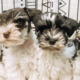 Miniature Schnauzers from Rolling Hills Schnauzers