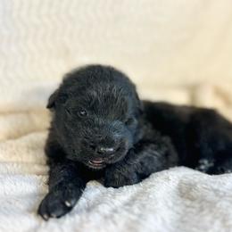 Nebel - Black male German Shepherd puppy in Augusta, Wisconsin from Wehrhaus German Shepherds