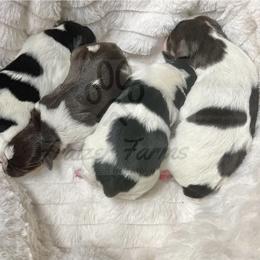 Miniature Schnauzer Puppies from Fraizer Farms